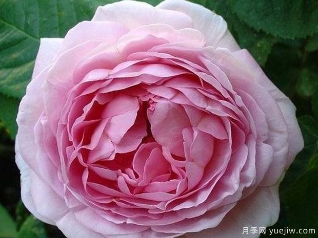 风采连连看月季/康斯坦斯普赖月季Constance Spry(图2)