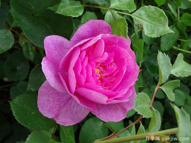 波特梅里恩月季(图1) 波特梅里恩月季(图1)