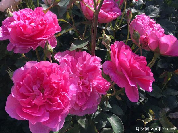 波特梅里恩月季(图2) 波特梅里恩月季(图2)