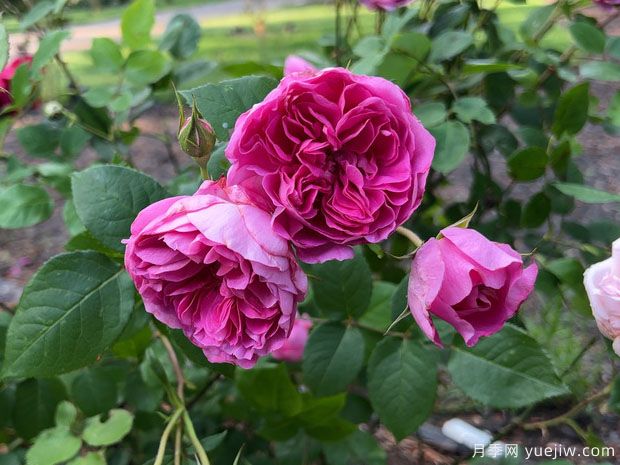 波特梅里恩月季(图3) 波特梅里恩月季(图3)