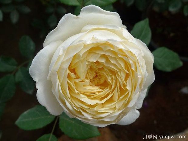 圣阿尔班月季/圣奥尔本月季(图2) 圣阿尔班月季/圣奥尔本月季(图2)