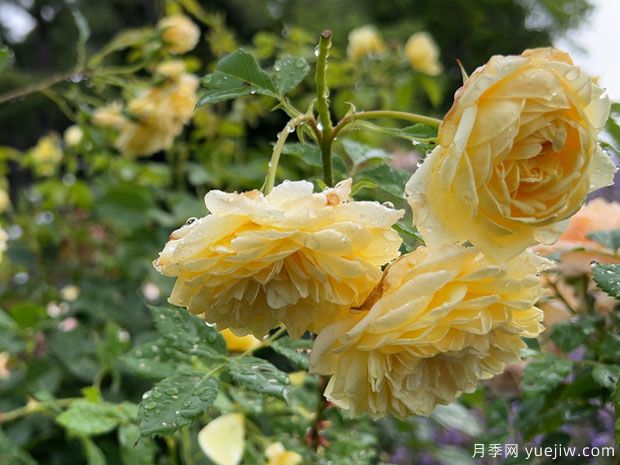 圣阿尔班月季/圣奥尔本月季(图3) 圣阿尔班月季/圣奥尔本月季(图3)