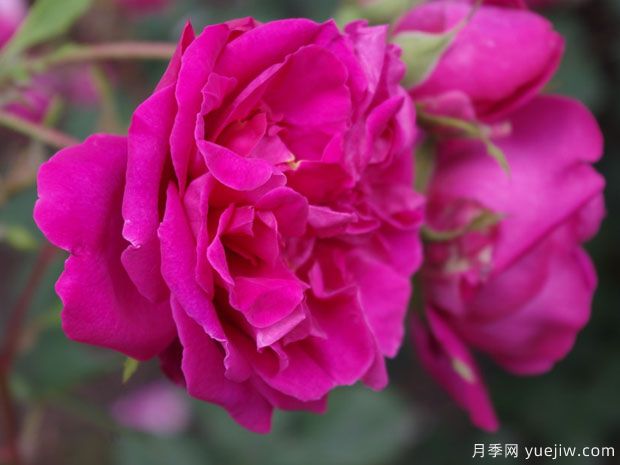 汤姆奥桑特月季/塔姆奧沙特月季(图1) 汤姆奥桑特月季/塔姆奧沙特月季(图1)