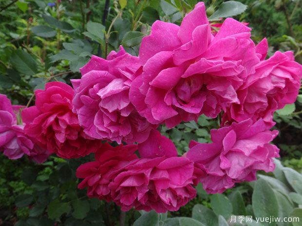 汤姆奥桑特月季/塔姆奧沙特月季(图3) 汤姆奥桑特月季/塔姆奧沙特月季(图3)