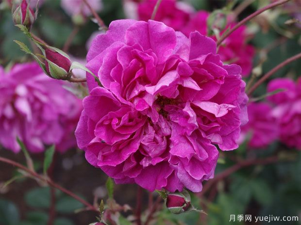 汤姆奥桑特月季/塔姆奧沙特月季(图2) 汤姆奥桑特月季/塔姆奧沙特月季(图2)