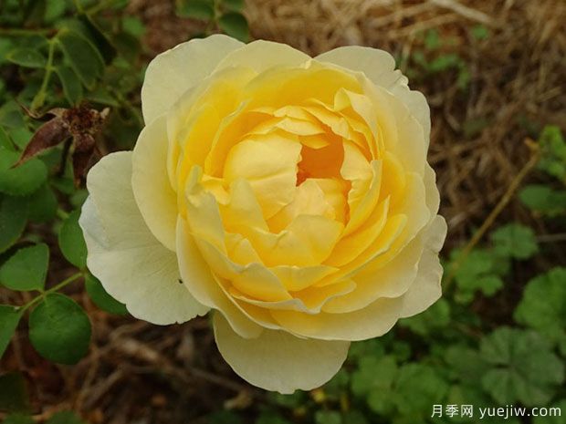 夏洛特月季(图1) 夏洛特月季(图1)