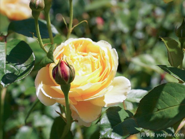 夏洛特月季(图2) 夏洛特月季(图2)