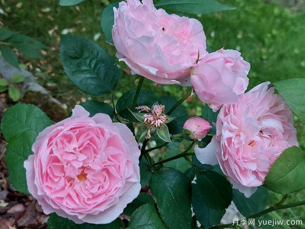 赫杜特月季(图1) 赫杜特月季(图1)