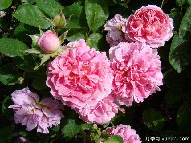 农夫月季(图2) 农夫月季(图2)