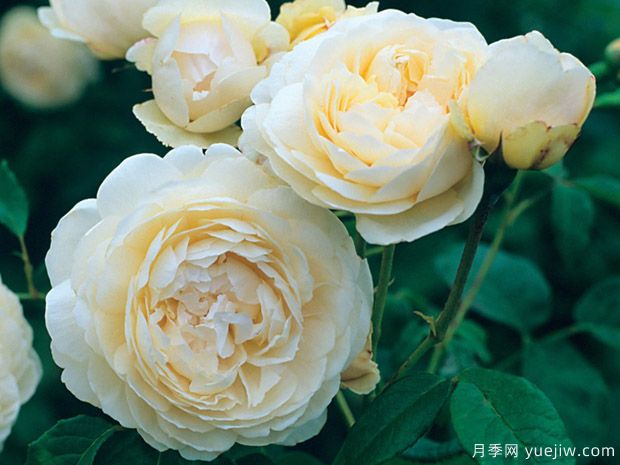 温德米尔月季(图1) 温德米尔月季(图1)