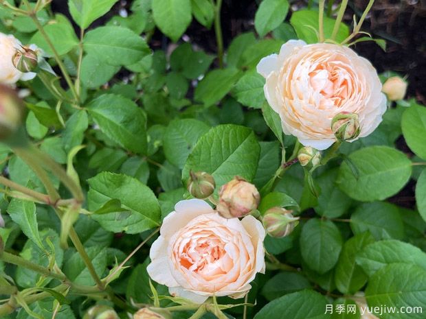 温德米尔月季(图2) 温德米尔月季(图2)