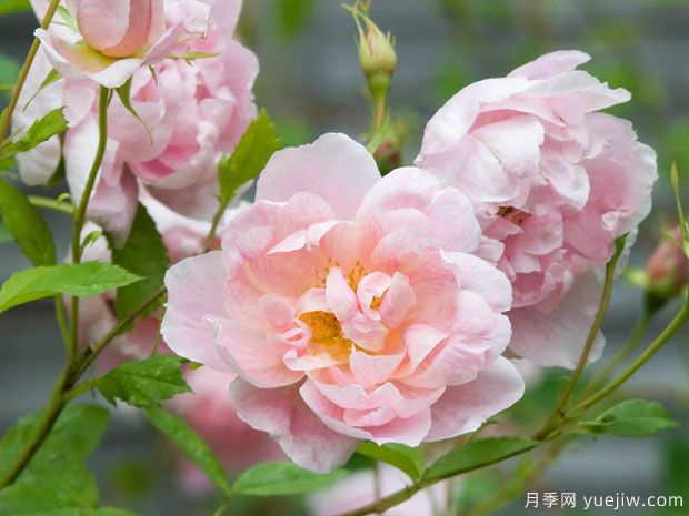 银莲花月季(图1) 银莲花月季(图1)