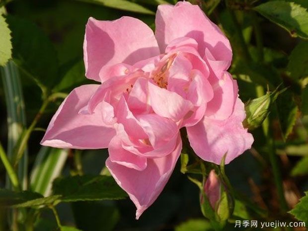 银莲花月季(图2) 银莲花月季(图2)