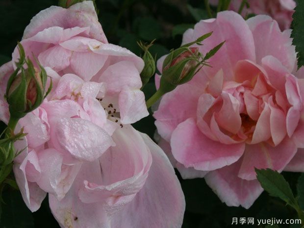 银莲花月季(图3) 银莲花月季(图3)