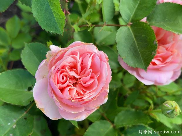 海德庄园月季(图1) 海德庄园月季(图1)