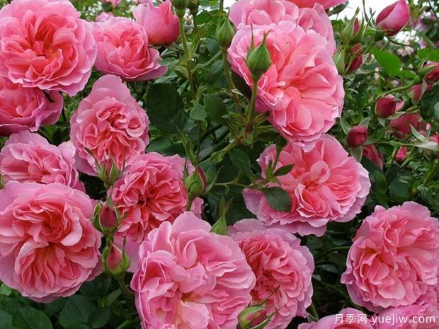 海德庄园月季(图2) 海德庄园月季(图2)
