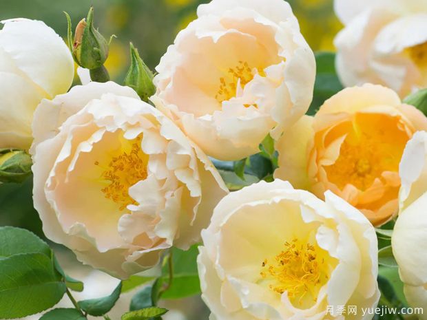 香槟伯爵月季(图2) 香槟伯爵月季(图2)