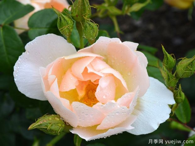 香槟伯爵月季(图1) 香槟伯爵月季(图1)