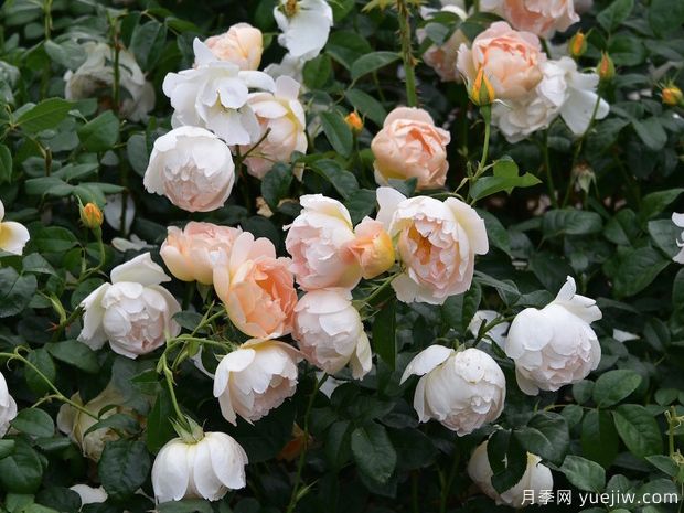 香槟伯爵月季(图3) 香槟伯爵月季(图3)