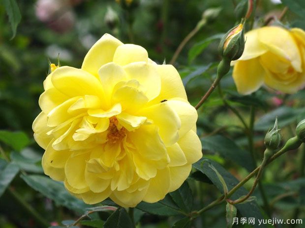 布莱斯之魂月季(图1) 布莱斯之魂月季(图1)