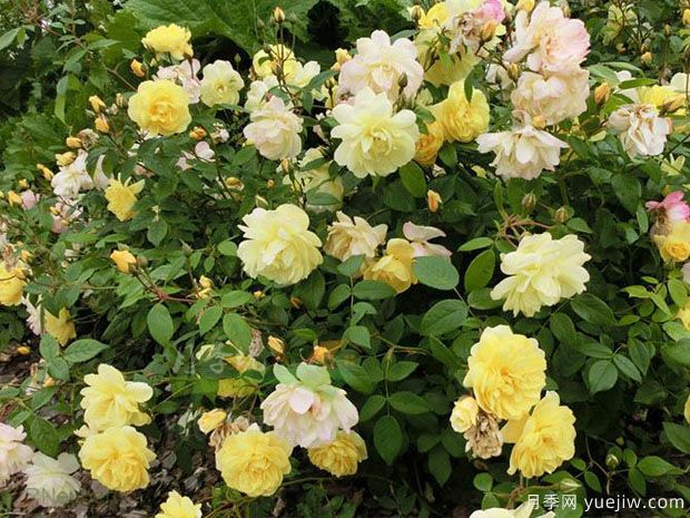 布莱斯之魂月季(图2) 布莱斯之魂月季(图2)