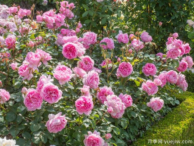 梅德玛丽安月季/女仆马里昂月季(图3)