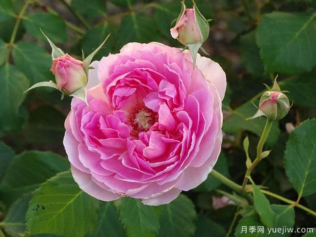 梅德玛丽安月季/女仆马里昂月季(图2)