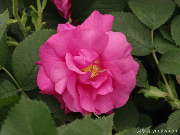 狂野埃德里克月季(图1) 狂野埃德里克月季(图1)