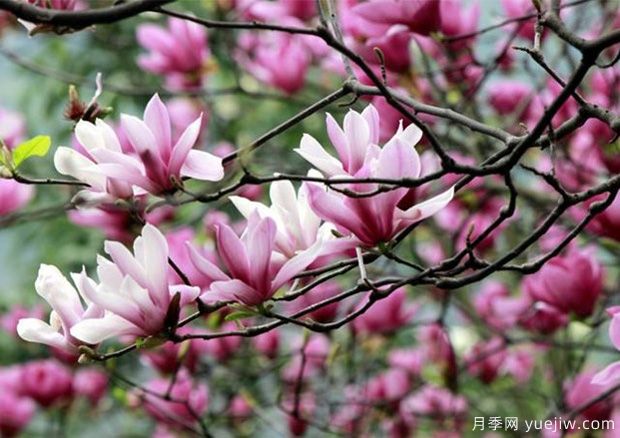 玉兰花的花语是什么?报恩,纯真自然的爱(图1) 玉兰花的花语是什么?报恩,纯真自然的爱(图1)