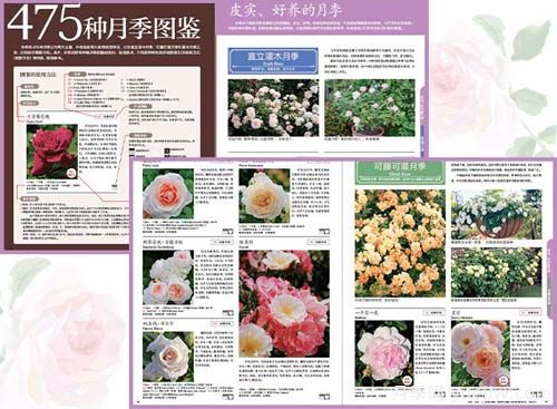 月季图书:入谷伸一郎《月季图鉴与栽培养护指南》(图2) 月季图书:入谷伸一郎《月季图鉴与栽培养护指南》(图2)