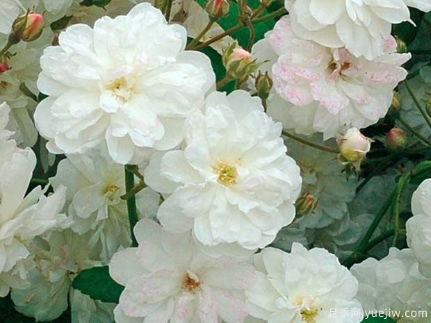 弗朗辛奥斯汀月季(图1) 弗朗辛奥斯汀月季(图1)