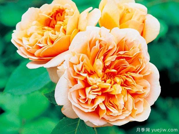 运茶帆船月季/茶快船月季(图1) 运茶帆船月季/茶快船月季(图1)