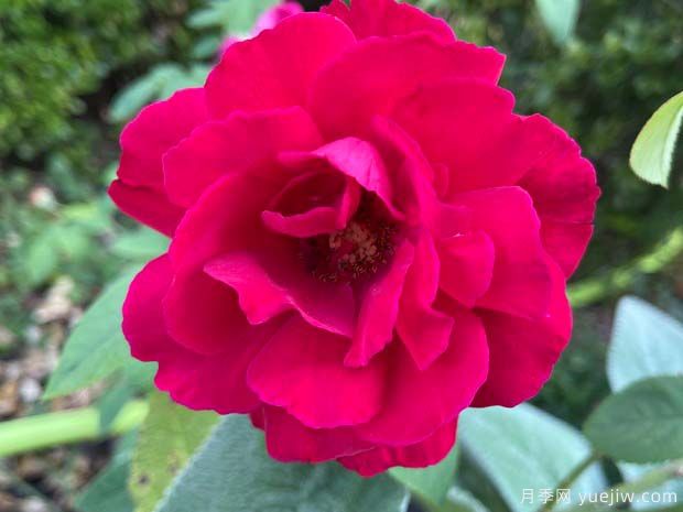 布莱斯威特月季(图1) 布莱斯威特月季(图2)