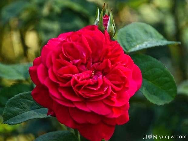 布莱斯威特月季(图2) 布莱斯威特月季(图1)