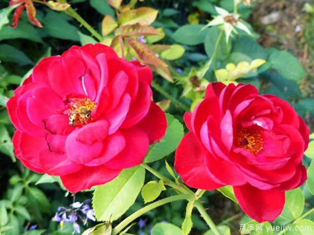 布莱斯威特月季(图3) 布莱斯威特月季(图3)