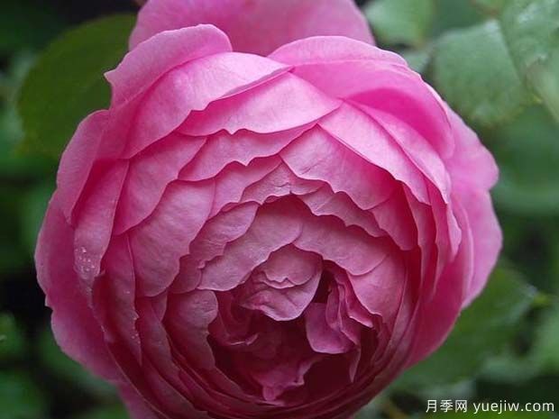 艾伦蒂施马奇月季(图1) 艾伦蒂施马奇月季(图1)