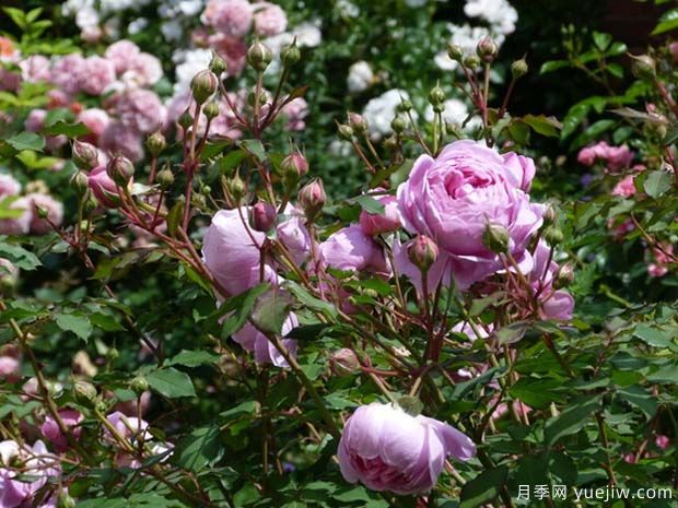 艾伦蒂施马奇月季(图3) 艾伦蒂施马奇月季(图3)