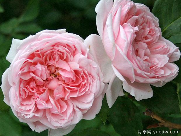 凯瑟琳莫利月季(图1) 凯瑟琳莫利月季(图1)