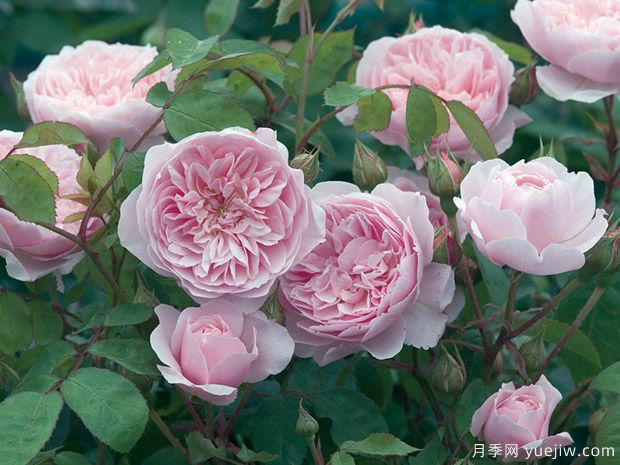 凯瑟琳莫利月季(图2) 凯瑟琳莫利月季(图2)