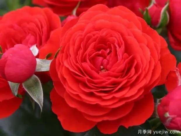 珊瑚花环月季(图1) 珊瑚花环月季(图1)