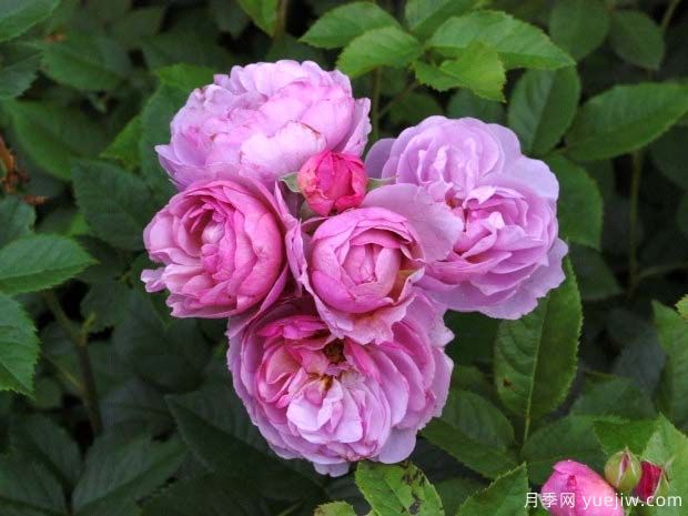 薰衣草花环月季的优缺点是什么？(图1)