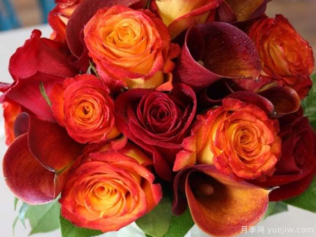 皇家花环月季/皇家马戏团月季(图1) 皇家花环月季/皇家马戏团月季(图1)