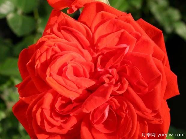 萨利塔花环月季(图2) 萨利塔花环月季(图2)