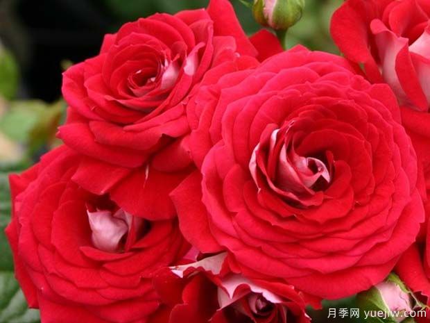 双色花环月季(图2)