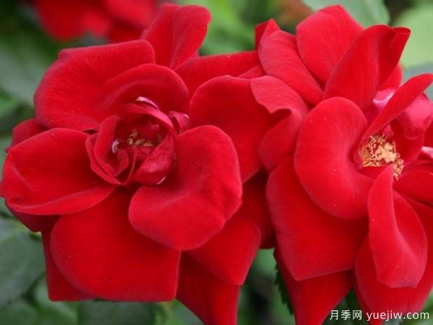 天鹅绒花环月季(图1) 天鹅绒花环月季(图1)