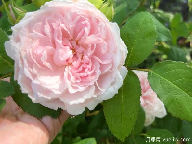 芭芭拉奥斯汀月季(图1) 芭芭拉奥斯汀月季(图1)