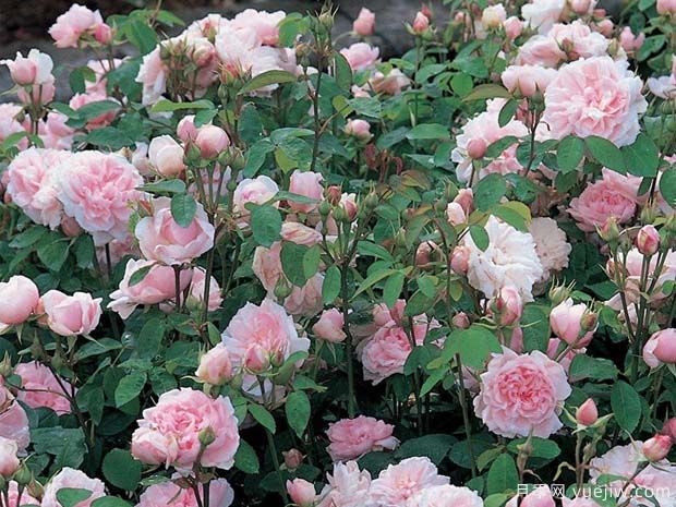 芭芭拉奥斯汀月季(图3) 芭芭拉奥斯汀月季(图3)