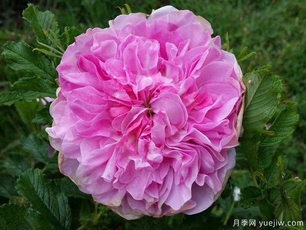 多琳派克夫人月季(图1) 多琳派克夫人月季(图1)