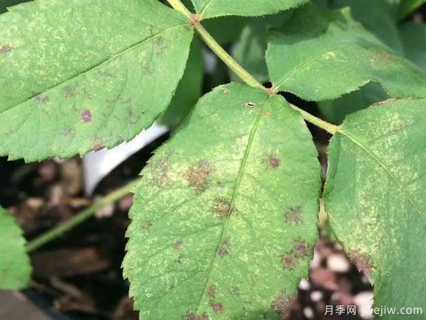 月季缺水形成的黄叶黑斑和黑斑病害，如何进行区别？(图1)