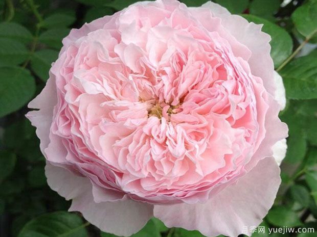 谢莉尔月季(图1) 谢莉尔月季/谢丽尔月季(图1)